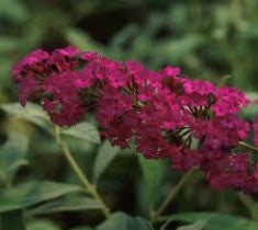 royal red butterfly bush ( buddleia ) plants