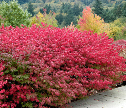 Dwarf Burning Bush ( euonymus alatus )