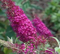 Attraction Butterfly Bush  Buddleia 'Attraction'