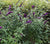 Buddleia Black Knight  Buddleia davidii " Black Knight "