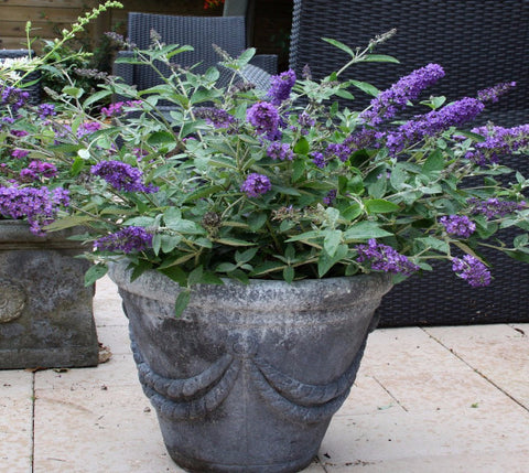 Flutterby Petite® Blue Heaven Dwarf Butterfly Bush