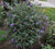 Flutterby Petite® Blue Heaven Dwarf Butterfly Bush