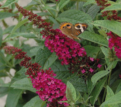 Miss Molly Red Butterfly Bush