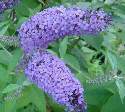 Nanho Blue Butterfly Bush ( Buddleia )