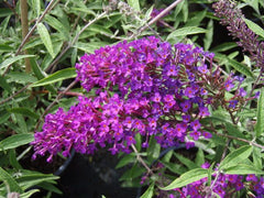 Nanho Purple Butterfly Bush ( Buddleia )