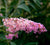 Flutterby Grande® Peach Cobbler Butterfly Bush