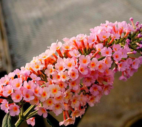 Flutterby Grande® Peach Cobbler Butterfly Bush