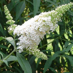 White Profusion Butterfly Bush ( Buddleia )