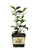 Quart Pot