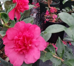 Alabama Beauty™ Camellia Sasanqua