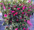 Alabama Beauty™ Camellia Sasanqua