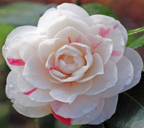 April Dawn Camellia Japonica ( Zone 6 )