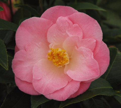 April Remembered pink camellia ( Zone 6 )