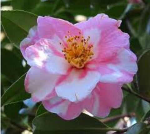 Arctic Dawn pink camellia japonica ( Zone 6 )