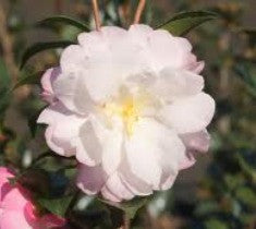 Cecilia White Camellia Sasanqua