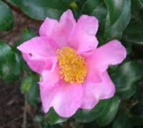 Cleopatra Pink Camellia Sasanqua