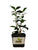 Quart Pot
