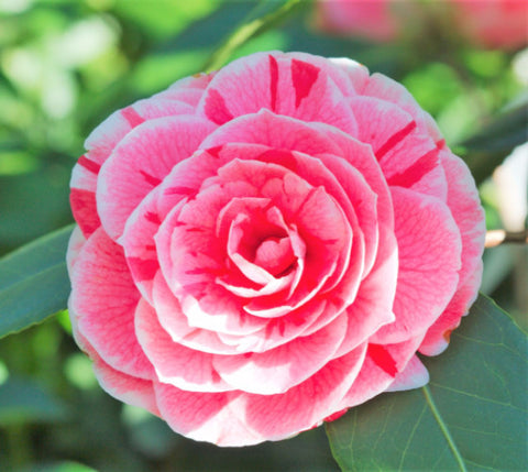 Dad's Pink Camellia Japonica
