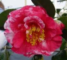 Empress Variegata Camellia Japonica