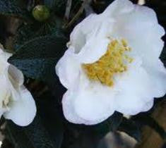 Falling Star White Camellia Sasanqua
