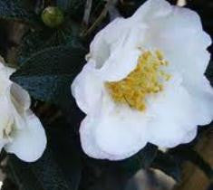Falling Star White Camellia Sasanqua