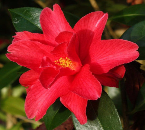 Freedom Bell Red Hybrid Camellia
