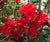 Freedom Bell Hybrid Camellia