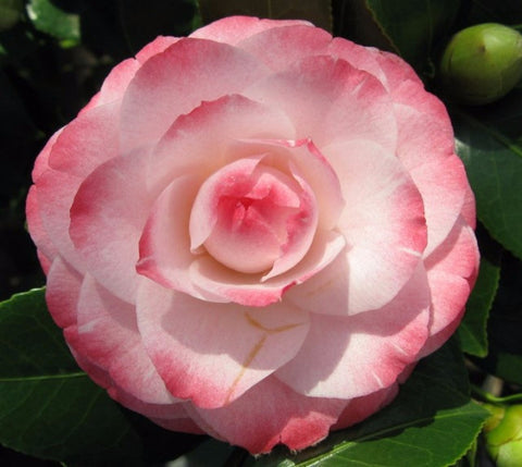 Grace Albritton pink camellia japonica