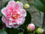 Jordans Pride Camellia Japonica