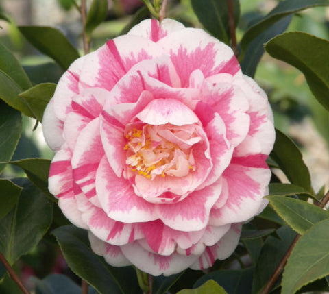 Jordans Pride Camellia Japonica