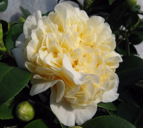 Jurys Yellow Camellia