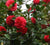   Kramer's Supreme Camellia  Camellia Japonica ' kramers supreme' 