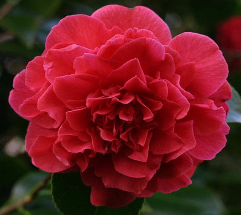 Kramers Supreme Red Camellia Japonica