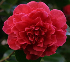  Kramer's Supreme Camellia  Camellia Japonica ' kramers supreme' 