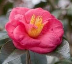 Lady Clare Camellia Japonica