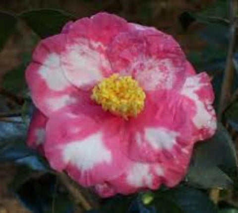 Lady Clare Variegated Camellia Japonica