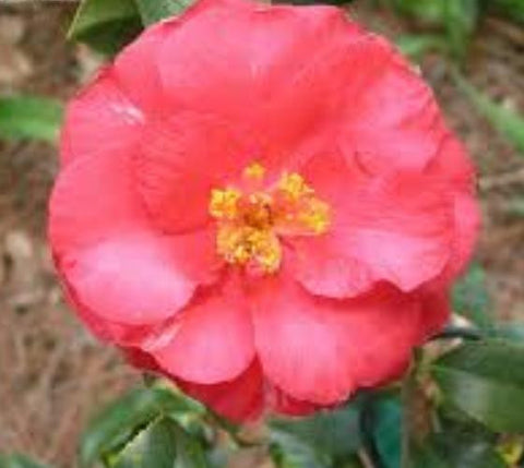 Lady Vansittart Red Camellia Japonica