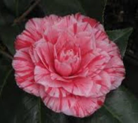 Les Marbury Camellia Japonica