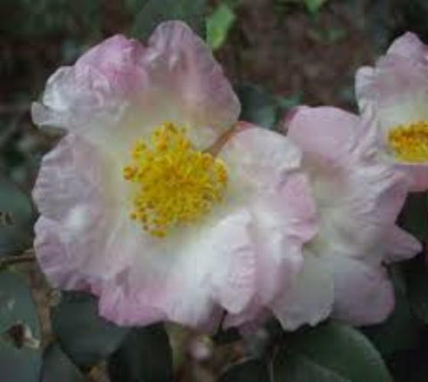 Leslie Ann Camellia Sasanqua