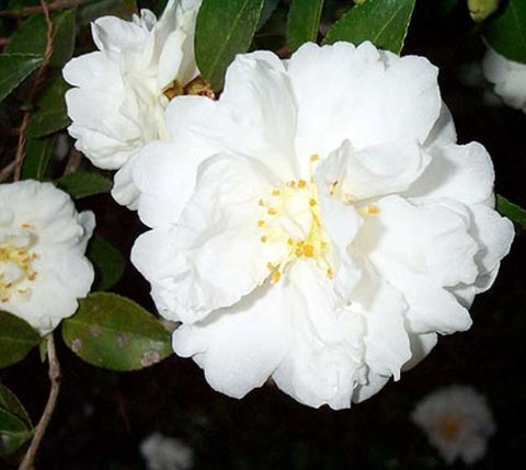 Mine No Yuki White Doves Camellia Sasanqua