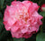 Nuccios Jewel Pink Camellia