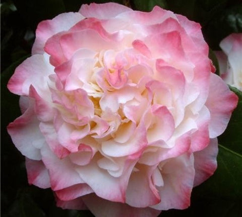 Nuccios Jewel Pink Camellia Japonica