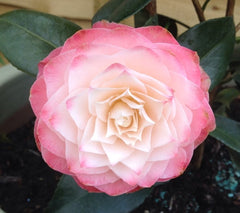 Nuccios Pearl Camellia Japonica