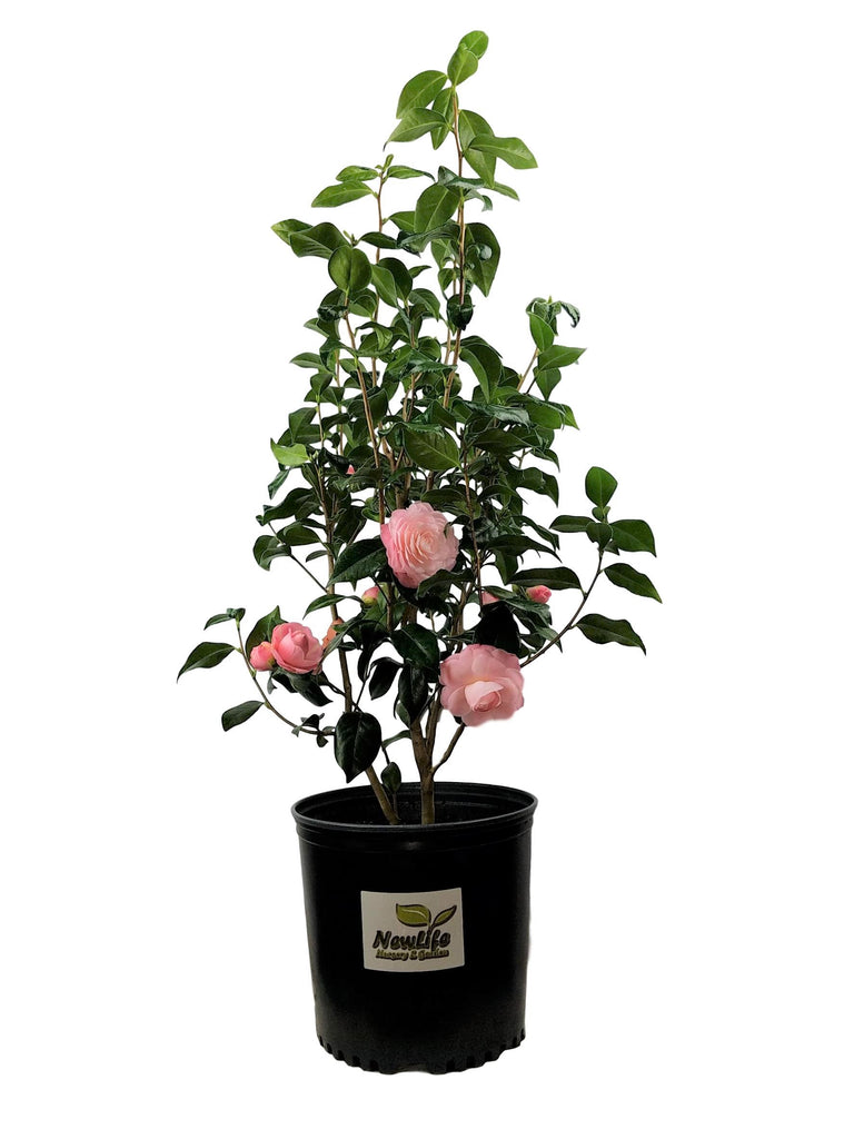 Pink Perfection Camellia Japonica