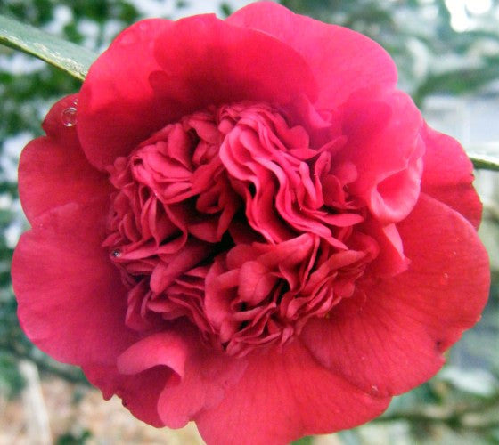 Professor Sargent Red Camellia Japonica New Life Nursery