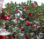 Professor Sargent Red Camellia Japonica