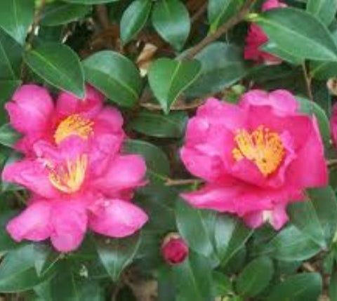Kanjiro Pink Camellia Sasanqua