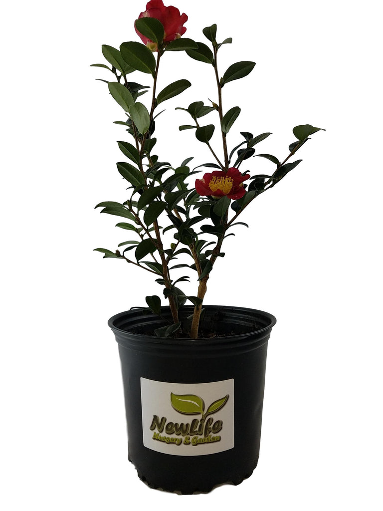 ユ*キ様 quesnelia seideliana (red form) 一苗 Yuletide Red Camellia Sasanqua | New Life Nursery