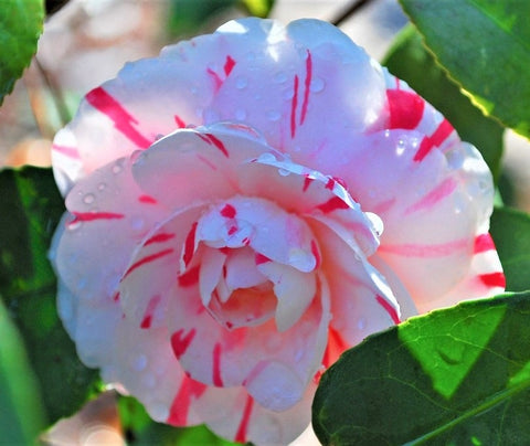 LA Peppermint Camellia Japonica