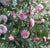 LA Peppermint Camellia Japonica